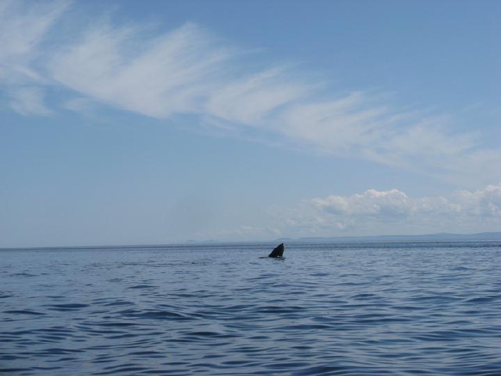 Baleines 022.JPG